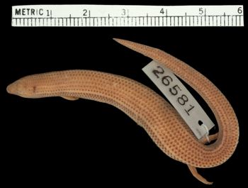 Media type: image;   Herpetology R-26581 Aspect: dorsal
